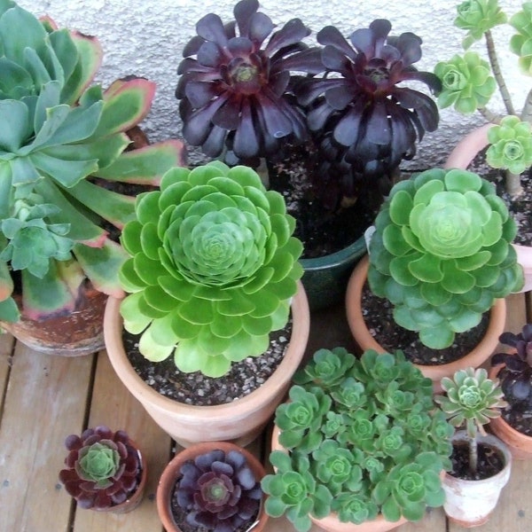 20 x Aeonium Mixed Varieties  Seeds - Succulent Seeds - Rarely Offered - Many Different Cultivars