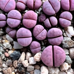 Lithops Meyeri &#39;Hammeruby&#39; C272A  - 10 x Succulent Seeds - Rarely Offered