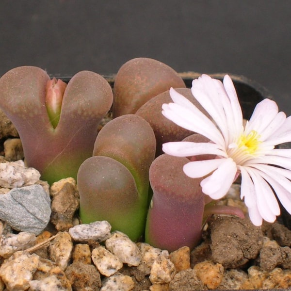 10 X Conophytum Friedrichiae Seeds- Mesembryanthemum Seeds - 10 x Succulent Seeds - Rarely Offered