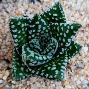 Haworthia Pumila Donut -10 x Seeds - Rarely Offered- Easy To Grow Haworthia