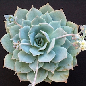 10 x Sedum Sauveolens Seeds - Lovely Cultivar with White Scented Blooms