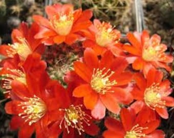 Semi di Aylostera/Rebutia Pseudominiscula x 20 - Cactus cespuglioso - Raramente disponibili