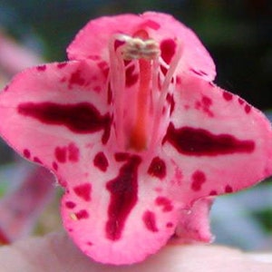 Sinningia Rechsteineria Douglasii x 10 semi - Gesneriad Succulent Seeds - Raramente offerti - Facile da coltivare