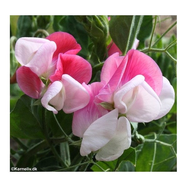 Sweet Pea - Cupid Pink - 15 Seeds - Dwarf/ Basket Type - Sow Now - Super Fragrant Cultivar