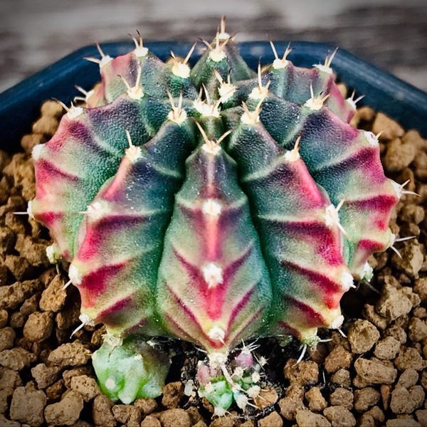 10 x 'Silamanee' Seeds- Gymnocalycium mihanovichii Variegated Seeds - Rarely Offered Cultivar