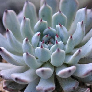 10 x Echeveria Cuspidata var Gemmula Seeds -  Succulent Plant - Rarely Offered - Beautiful Colour & Form