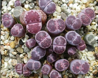 Lithops Salicola 'Bacchus/Sato's Violet   - 10 x Succulent Seeds - Rarely Offered