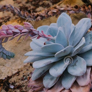 Könnte beinhalten: Nahaufnahme einer hellblauen Sukkulente mit einem rosa-weißen Blütenstängel. Die Sukkulente hat viele Schichten von Blättern, die in einer spiralförmigen Anordnung angeordnet sind.