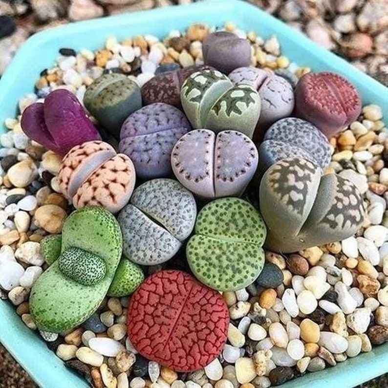 Lithops Mixed Seeds 10/20/50 Succulent Seeds Rarely Offered At least 50 types of Lithops Seeds image 1