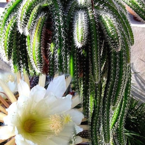 Selenicereus Validus Seeds- Cactus Seeds - 10 x Cactus Seeds - Rarely Offered
