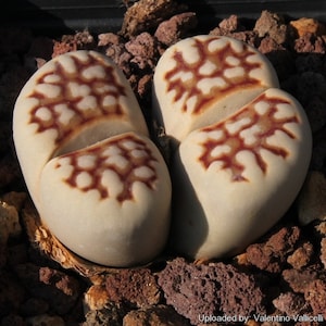 10 Lithops Julii Reticulata SH725 Seeds - Rarely Offered Cultivar
