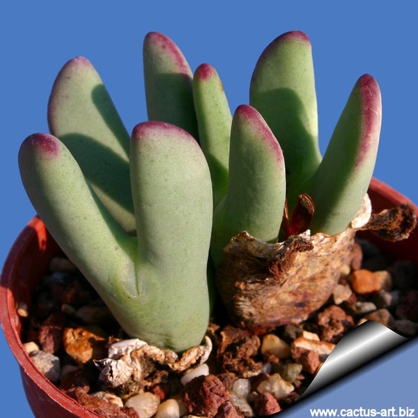 10 X Conophytum Bilobum Seeds- Mesembryanthemum Seeds - 10 x Succulent Seeds - Rarely Offered