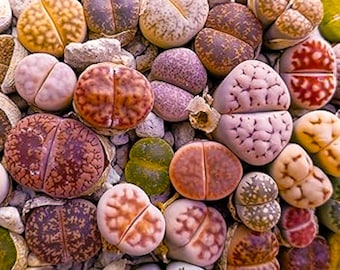 リトープスミックスシード：50種類のリトープスミックスシード。数量を