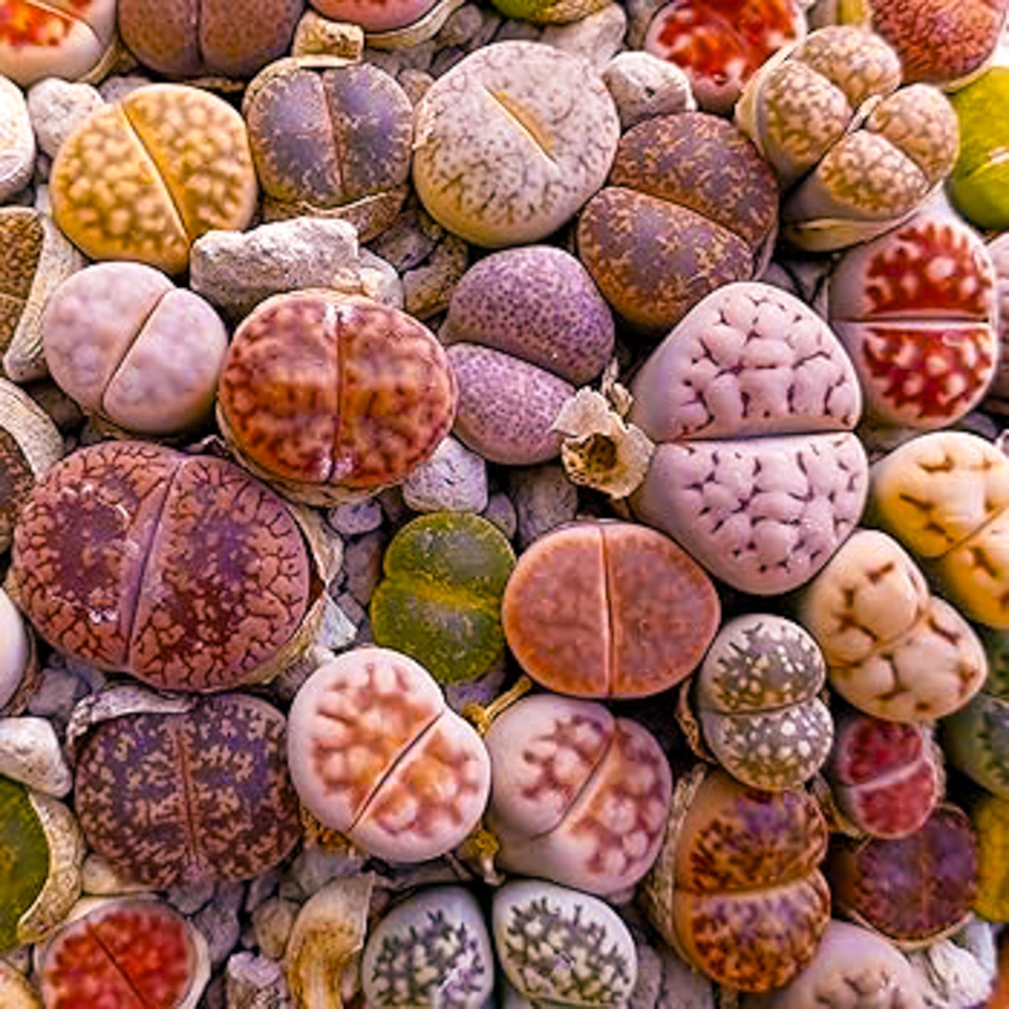 Rare Lithops Verruculosa Rose Of Texas @ Esotico Seme Vivente Pietra Roccia 15 Semi - Foto 8