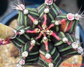 10  x King Crown- Gymnocalycium mihanovichii Variegated  -Rarely Offered Hybrid Seeds