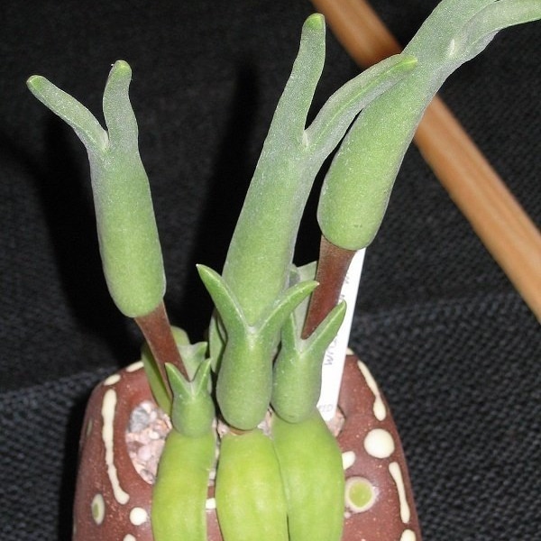 10 x Mitrophyllum Mitratum - 10 x Succulent Seeds - Rarely Offered- Interesting and Unusual Mesemb