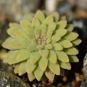 Rare Sedum Valens Seeds- Rarely Offered Succulent Plant Seeds  - 10 x seeds