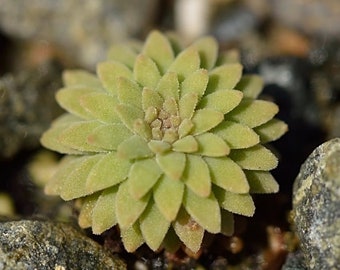 コノフィツム・カルキュラス ssp. vanzylii SH433、種子5個