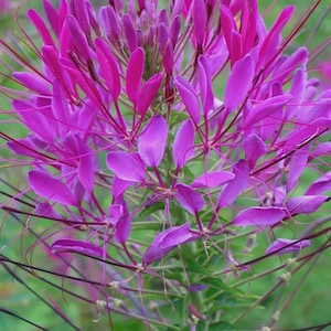 Puede incluir: Primer plano de una vibrante flor rosa con pétalos largos y delgados y delicados estambres. Los pétalos de la flor son de un tono magenta intenso, con un grupo de capullos en el centro. El tallo es verde y el fondo es verde suave.