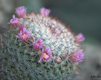 Semillas de cactus Mammillaria Jaliscana - 20 semillas - Variedad con flores