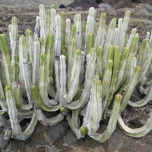 10 x Euphorbia Canariensis Sukkulenten Samen - Selten Angeboten - Wunderbare Form -Faszinierende Pflanze