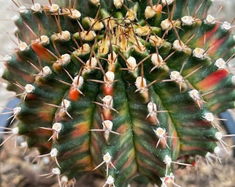 10  x Aurora- Gymnocalycium mihanovichii Variegated  -Rarely Offered Hybrid Seeds