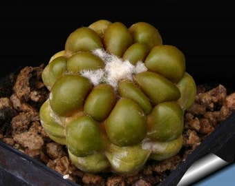 10 x Cintia Knizei Cactus Seeds - Rarely Offered - Chubby Little Cactus