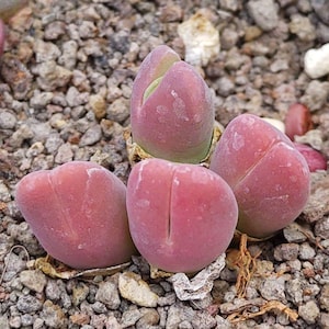 Vanheerdia Divergens Mesemb Samen - Mesembryanthemum Samen - 20 x Sukkulenten Samen - Selten Angeboten