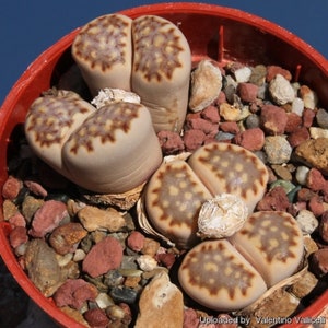 Lithops Julii Fulleri Opdankolk - 10 x Succulent Seeds - Rarely Offered - Living Stones