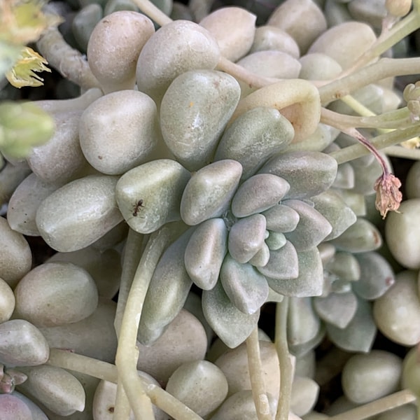 Graptopetalum Mendozae -  - Seeds  -Rarely Offered - 10/20 x seeds-  So Popular -Chubby Small Succulent Plant