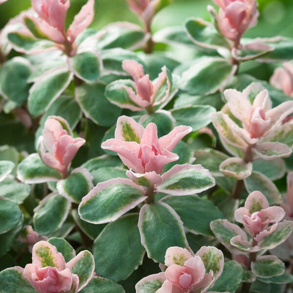 Sedum Pinky - Plante à racines nues - Plante de jardin - Belle et facile plante vivace de jardin