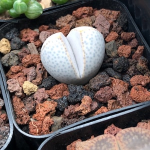 Dinteranthus Wilmotianus - 10 x Seeds - Rarely Offered- Similar Care to Lithops