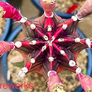 10  x Fireworks- Gymnocalycium mihanovichii Variegated  -Rarely Offered Hybrid Seeds