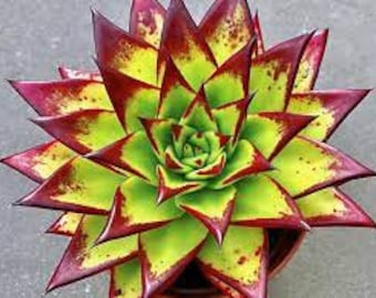 10 x Echeveria Agavoides Multifida - Succulent Seeds - Rarely Offered - Beautiful Easy Succulent Plant From Seeds