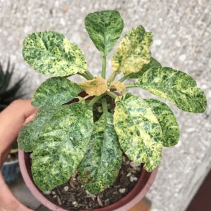 10 X Dorstenia Foetida variierte Samen - Selten - Bezaubernde Sorte