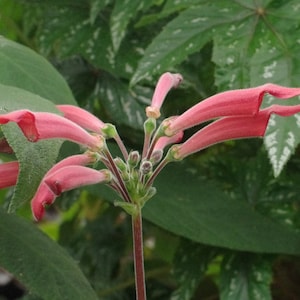 Sinningia Rechsteineria Douglasii x 10 seeds  - Gesneriad Succulent Seeds - Rarely Offered - Easy To Grow