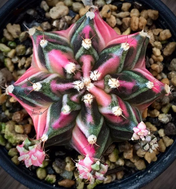 Pink Diamond Cactus Seeds: Gymnocalycium Mihanovichii Variegated - Etsy  Ireland