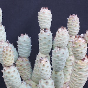 Tephrocactus articulatus - 10 semillas de cactus - Semillas puntiagudas que rara vez se ofrecen