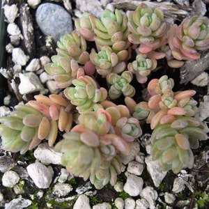 Rare Sedum Debile Seeds- Rarely Offered Succulent Plant Seeds  - 10 x seeds