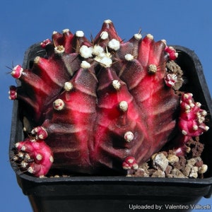 Japanese Cactus - Etsy UK