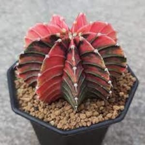 Variegated Gymnocalycium LB2178 x Pink Diamond Seeds
