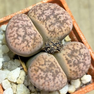 10 x Lithops Gesinae v. Annae Seeds - Very Rarely Offered Cultivar - 10 x Succulent Seeds - Rarely Offered