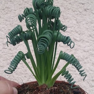 Albuca Spiralis Seeds: Striking Curly Succulent - Rarely Offered
