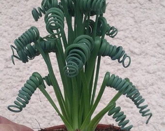 Albuca Spiralis - 10 x Seeds - Rarely Offered- Stunning Blooms on this Striking Succulent