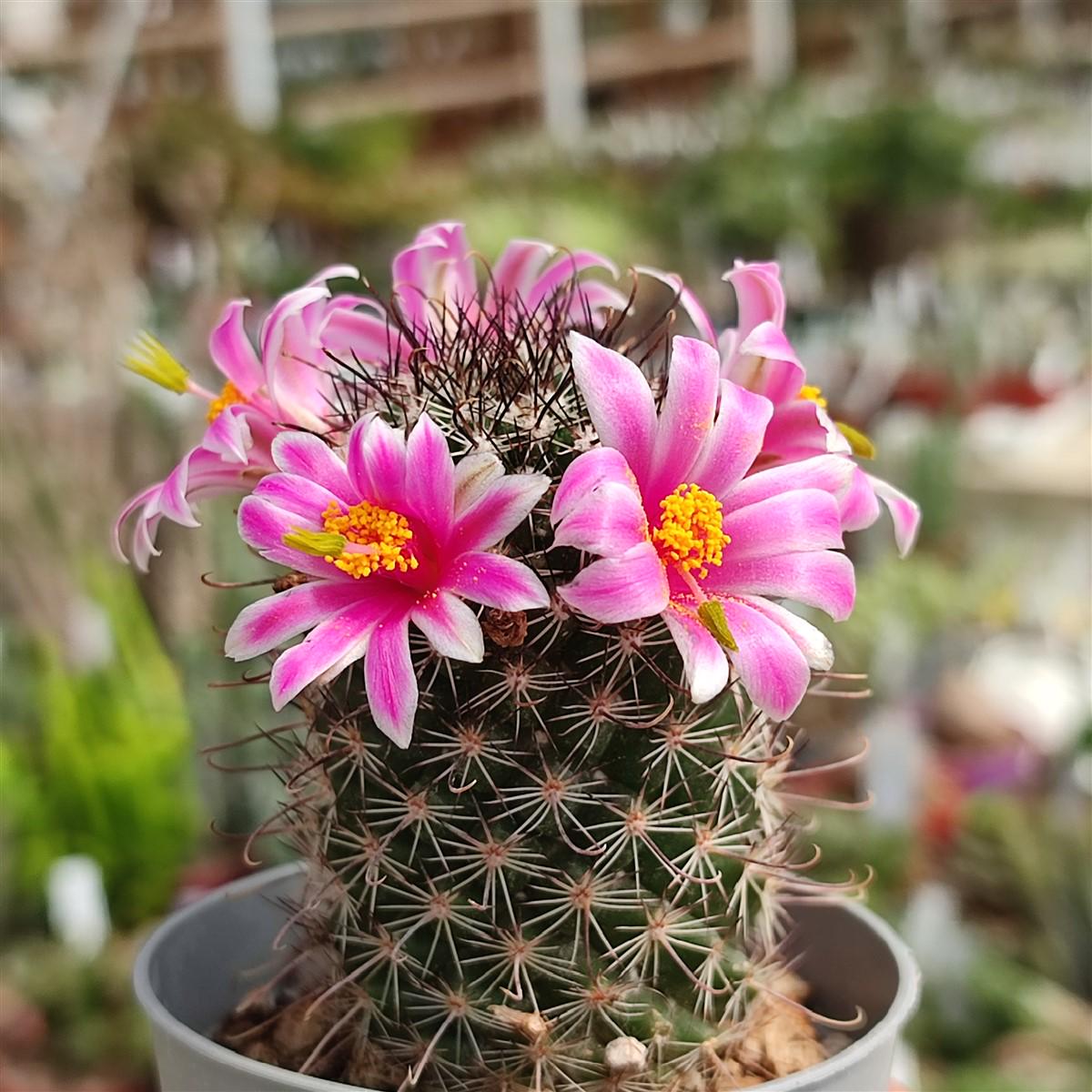 Cactus Mammillaria - Etsy New Zealand