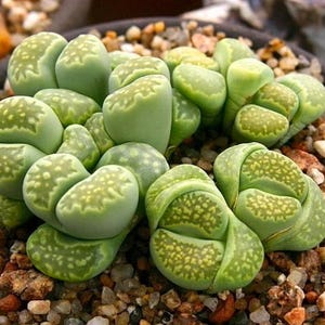 Lithops Julii &#39;Fullergreen&#39;  - 10 x Succulent Seeds - Rarely Offered