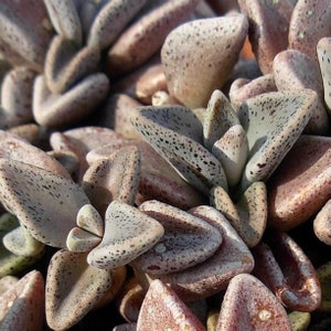 Lenophyllum Guttatum x 10 Seeds - Succulent Plant Seeds  -Rarely Offered - 10 x seeds