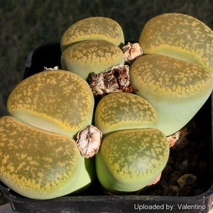Lithops Aucampiae &#39;Jackson&#39;s Jade  - 10 x Succulent Seeds - Rarely Offered