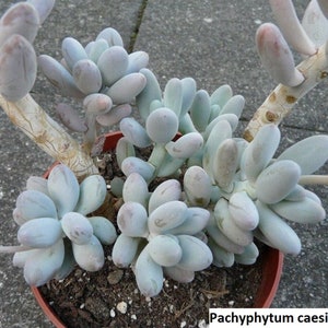 Pachyphytum Cesium Seeds- Zelden aangeboden - 10 x zaden- Easy Succulent- Chubby Succulent