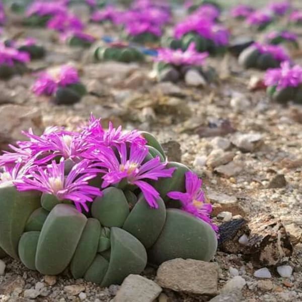 10 x Gibbaeum Dispar  - 10 x Succulent Seeds - Rarely Offered- Lovely Big Fast Growing Mesemb